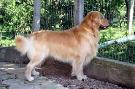 Golden Retriever Tuy Dokulmesi Nasil Onlenir Hayvanlar Nasil