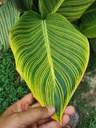 Striped surgeon fish), 'koa'e' (referring to the bold, striped other common names: Banana Musa Ae Ae Bananamusaaeae1 Twitter