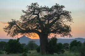 Image result for Tessmannia