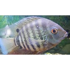 Atau cuma perlu mekanik dan kimiawi saja? Harga Ikan Hidup Air Tawar Terbaru April 2021 Biggo Indonesia