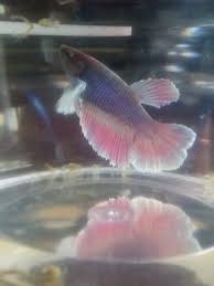 They are going to be breeding soon so you will not want to miss it! Betta Male Or Female Help My Aquarium Club