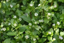 Image result for Stellaria