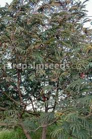 Image result for Leucas capensis