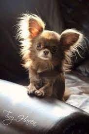 We use best europe and uk lines in our breeding program. 20 Long Haired Chihuahua Puppies Ideas Chihuahua Puppies Chihuahua Puppies