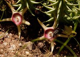 Image result for Huernia verekeri