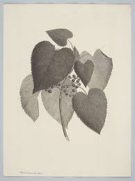 Image result for Droguetia