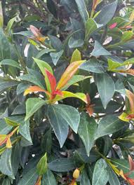 Image result for Eugenia