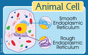 Rough endoplasmic reticulum definition and function in animal cell. Information About The Smooth Endoplasmic Reticulum And Its Functions Biology Wise