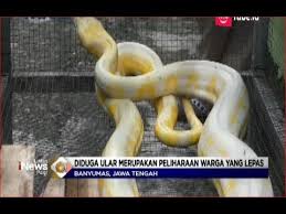 Check spelling or type a new query. Ngeri Inilah Ular Phyton Albino Sepanjang 4 Meter Yang Ditangkap Warga Banyumas Lip 04 12 Youtube