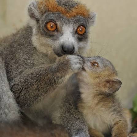 This is a crowned lemur appreciation post 👑 Crowned lemurs are sexually  dichromatic and named after the "crown" markings on their foreheads. This  endangered species is the smallest in the Eulemur genus