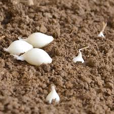 Oignon Blanc Snowball Bulbes A Planter