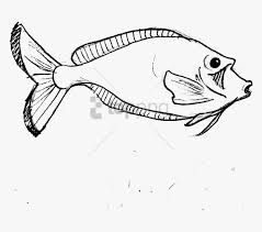 I really hope this is helpful i. Outline Drawing Sceneries Hd Png Download Easy Realistic Fish Drawing Transparent Png Kindpng