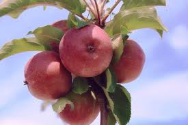 Fruits, nuts and flower buds make up the bulk of a deer's diet. Growing Apple Trees For Deer Food Plots The Wildlife Group