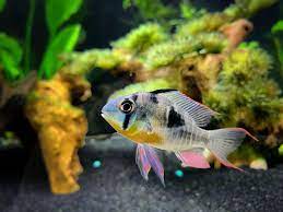 While they are not a shoaling species, bolivian rams do appreciate the company of others. My Dominant Male Bolivian Ram More Pics In Comments Aquariums
