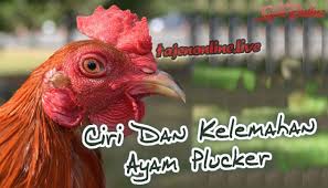 Mengetahui Ciri Dan Kelemahan Ayam Plucker Aduan Kompasiana Com