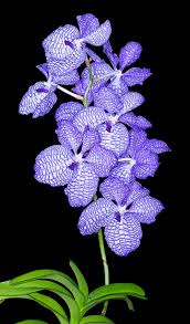 Image result for Vanda coerulea