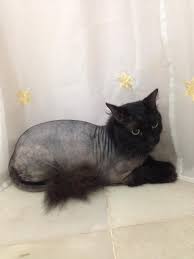 The cat lion cut may, in certain circumstances, be a good thing. Facebook