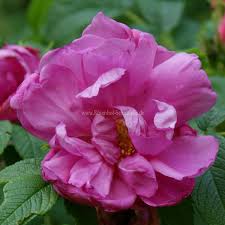 Image result for Stolzia kalkhof-roseae