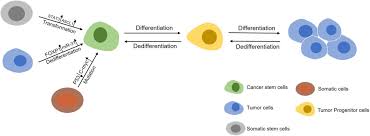 Shang bao cubre principalmente noticias de negocios, política, entretenimiento y finanzas. Frontiers Regulation Of Formation Stemness And Therapeutic Resistance Of Cancer Stem Cells Cell And Developmental Biology