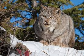 The latest tweets from @lynx Lynx Unlikely To Return Adirondack Explorer