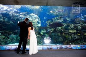 Aquarium Of The Pacific 3 Wedding Photography Los Angeles Wedding Photography Long Beach Aquarium
