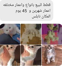 palcatz قطط فلسطين posts facebook
