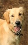 Short Haired Labrador Retriever Puppies for Sale