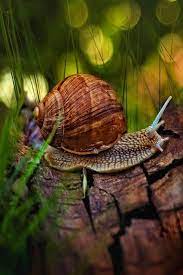 Pin By Michelle Wohlgemuth On Bewitchingbokeh Animals Snail Animals Beautiful