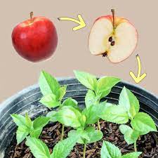 The top of the tree is grafted onto different roots (called a rootstock), and the roots control the size of the tree. How To Grow An Apple Tree From Seed Tutorial