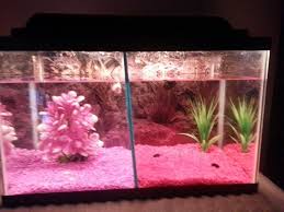 This Ten Gallon Divided Tank Holds 2 Female Betta Fish Betta Fish Betta Aquarium