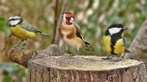 Sound Of Birds Chirping In The Morning Mp3 Free Download Bird Sounds Spectacular Morning Bird Song Youtube