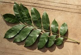 Image result for Pseudobersama