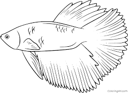 Motivated by betta fish feeder, this projects uses the basic design by trevor_diy and applies new functions to it. Simple Betta Fish Coloring Page Coloringall