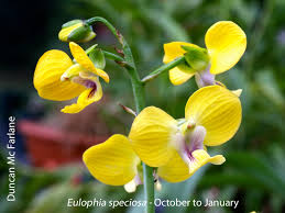 Image result for Eulophia horsfallii