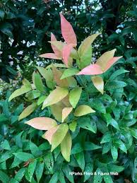 Image result for Syzygium
