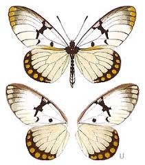 Image result for Schlechterina