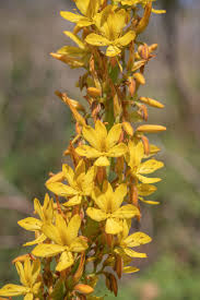 Image result for Wachendorfia