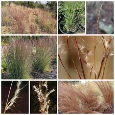 Image result for Panicum adenophorum