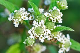 Image result for Lippia woodii
