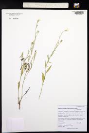 Image result for Solanum schumannianum