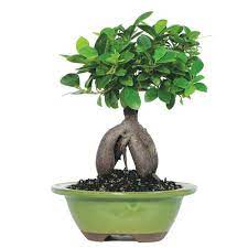 Small Ginseng Grafted Ficus Indoor Live Houseplant Brussel S Bonsai Bonsai Tree Care Ficus Bonsai Tree Indoor Bonsai