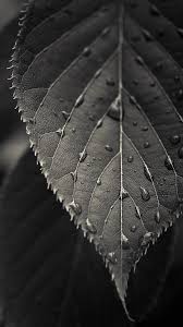 Black And White Close Up Leaf Dew Drops Android And Iphone Wallpaper Background And Lockscreen Check More Htc Wallpaper Dark Wallpaper Pretty Wallpaper Iphone