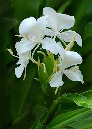 Pin On Flowers