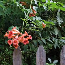 Trumpet, or hummingbird vine orange/ red flower, 20 seeds! Van Zyverden Trumpet Vine Orange Root Stock 1 Set 83552 The Home Depot