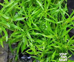 Image result for Pogostemon