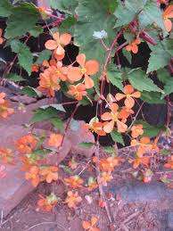Image result for Begonia sutherlandii