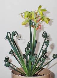 Image result for Albuca