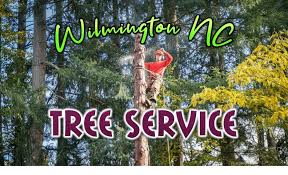 Our goal is to enhance. The 6 Best Options For Tree Service In Wilmington Nc 2021