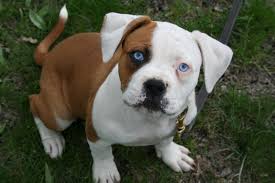 This breeds coat is white or white with patches that are either red (i.e. American Bulldog Posts Facebook