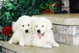 Professional and hobby dog breeders can advertise their puppies for sale online on our free classifeds website. 5 Best Golden Retriever Breeders In Minnesota Dogblend